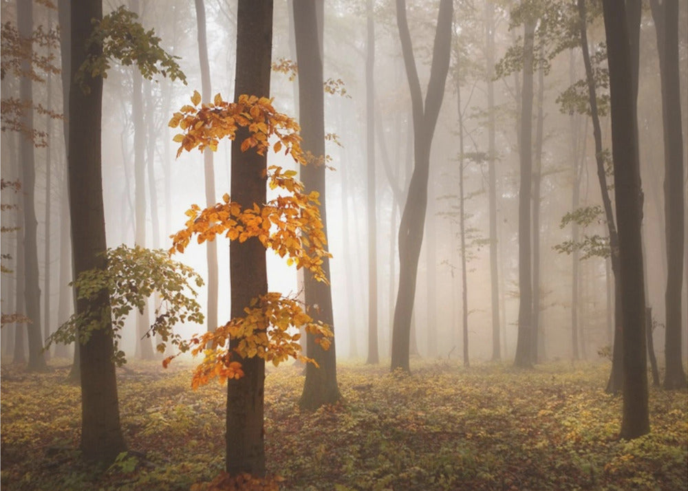 Nella luce di novembre | Carta da Parati Fotografica