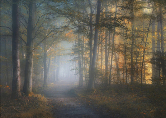 Herbstsinfonie | Fototapeten