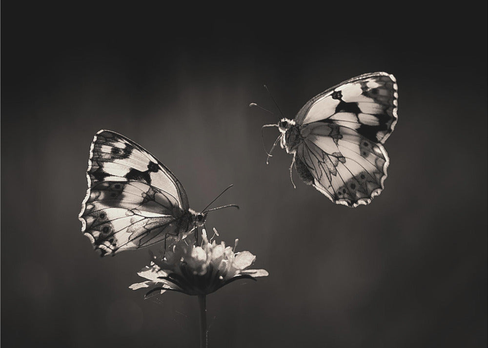 Pohjoinen puolisurunen | Julisteet - Taidevedokset