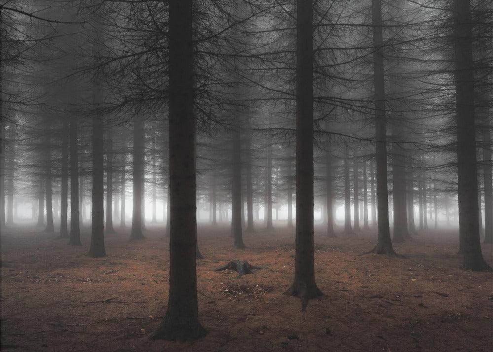 Hiljaisuus | Julisteet - Taidevedokset