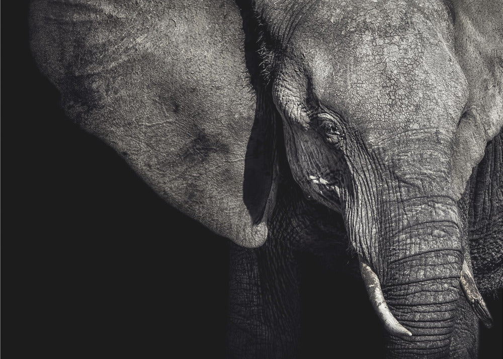 Die Matriarchin | Poster - Kunstdruck