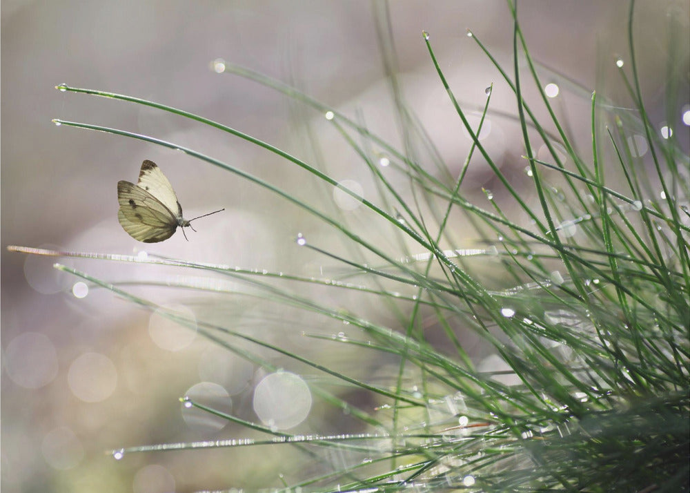 Välitön laskeutuminen | Valokuvatapetit