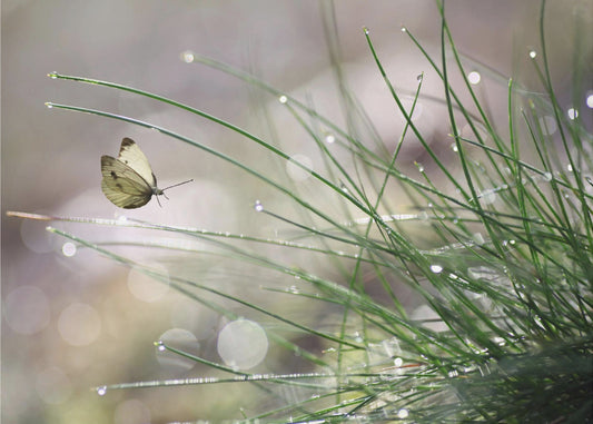 Välitön laskeutuminen | Valokuvatapetit