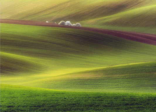 Goldene Felder | Fototapeten