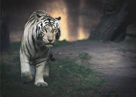 Valkoinen kävelijä | Valokuvatapetit