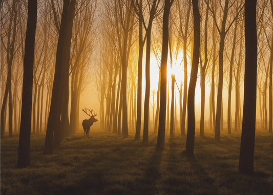 Érase una vez | Papel Pintado Fotográfico