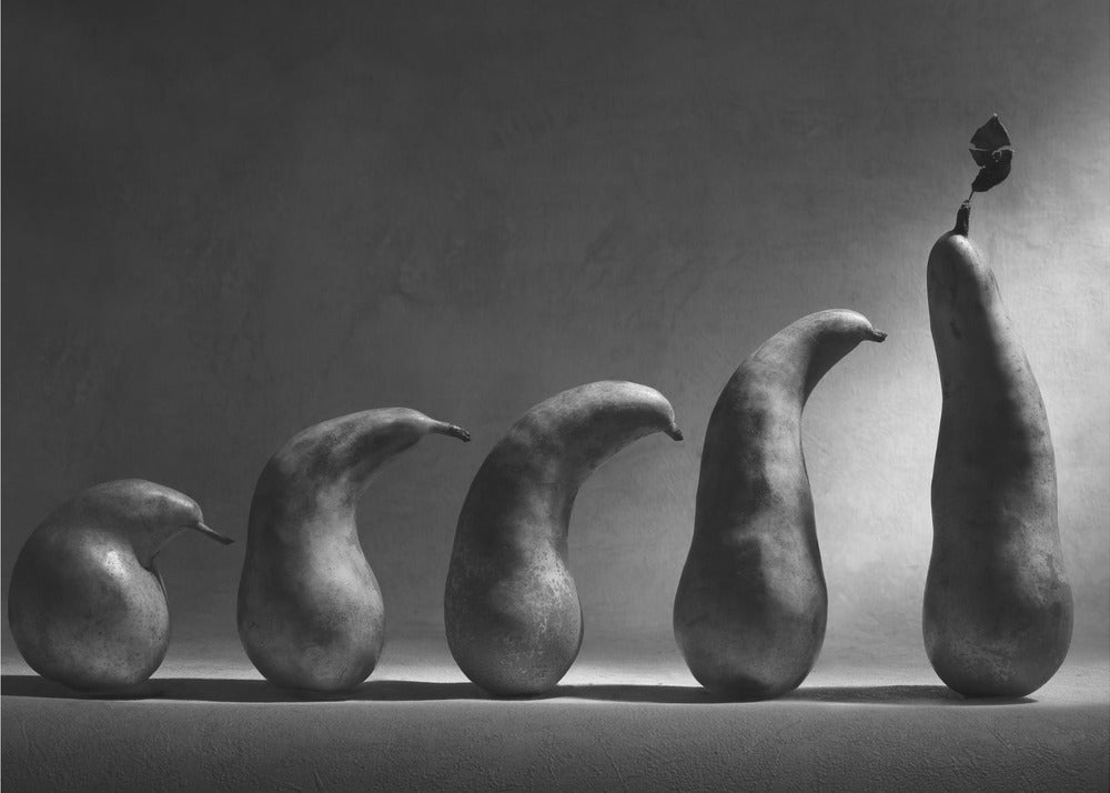 The evolution | Poster