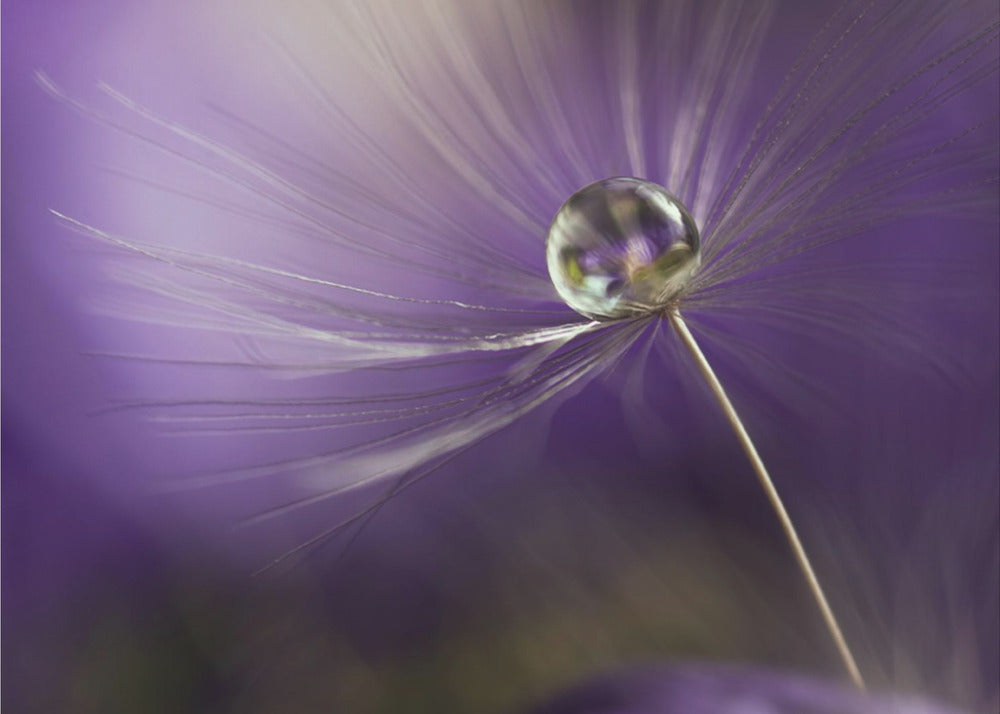 Violetin sävyissä | Julisteet - Taidevedokset