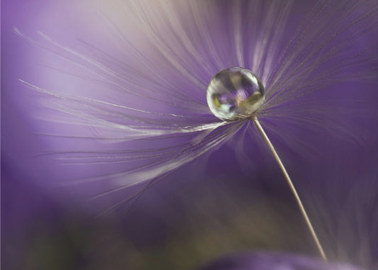 Violetin sävyissä | Julisteet - Taidevedokset