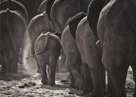 Kävely kotiin | Valokuvatapetit