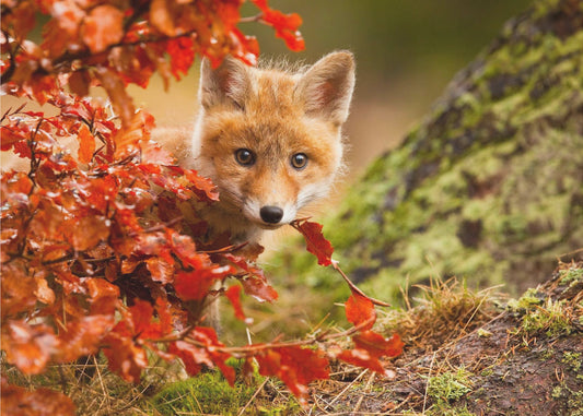 Zorro | Papel Pintado Fotográfico