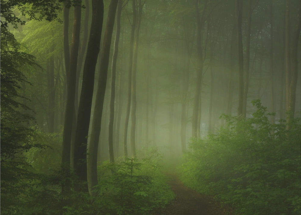 mañana de bosque | Papel Pintado Fotográfico