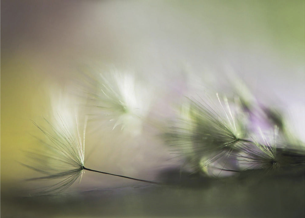 Aamulla | Julisteet - Taidevedokset