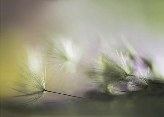 Aamulla | Julisteet - Taidevedokset