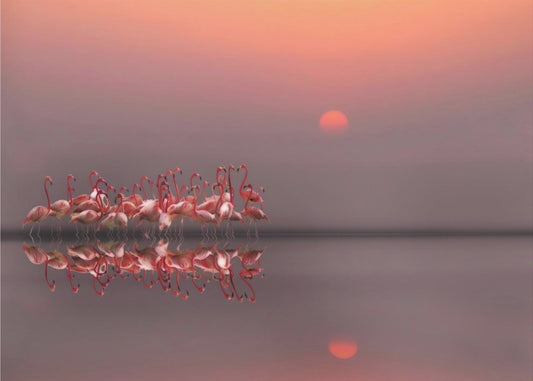 fioletowy zachód słońca | Plakaty - Wydruki Artystyczne