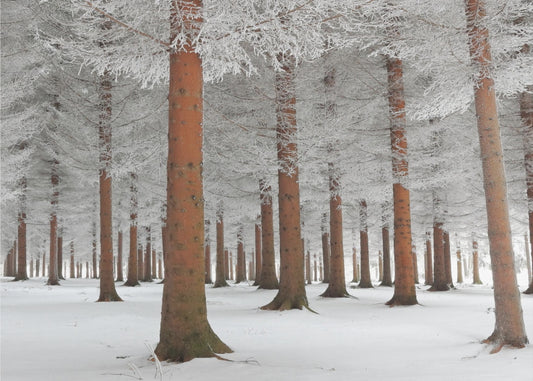 Valkoisessa | Julisteet - Taidevedokset