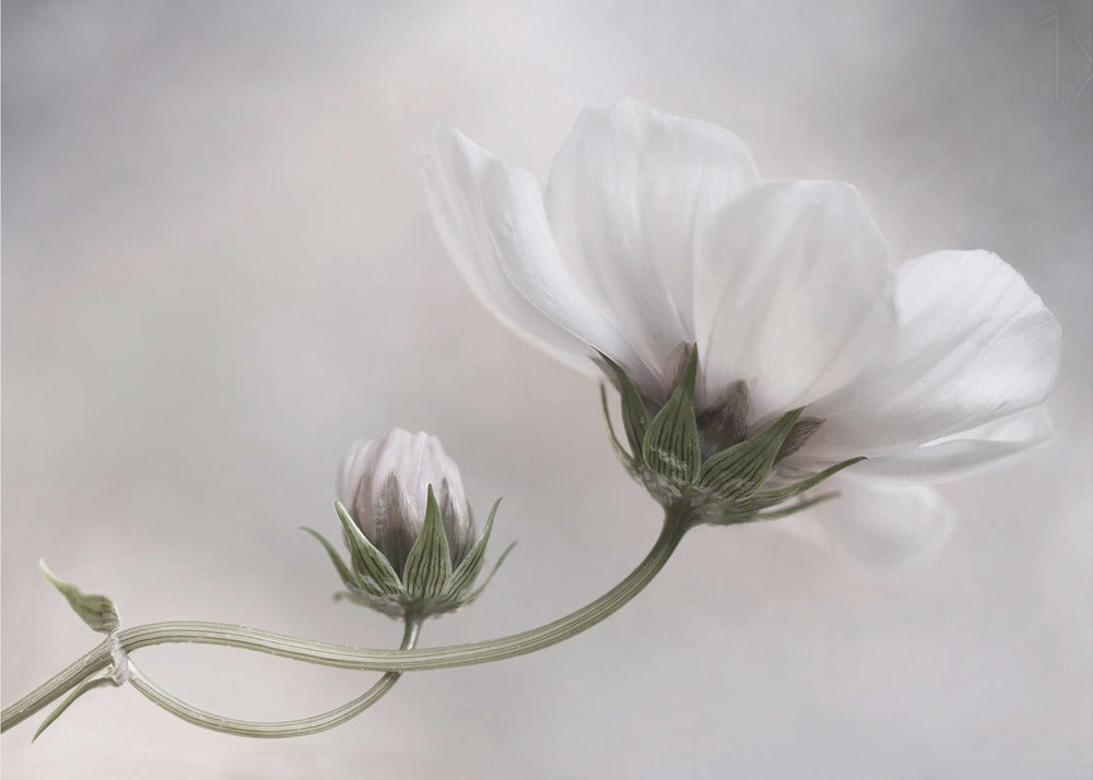 Yksinkertaisesti Kosmos | Julisteet - Taidevedokset