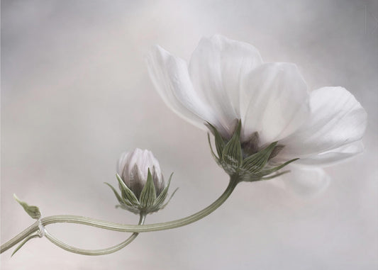 Yksinkertaisesti Kosmos | Julisteet - Taidevedokset