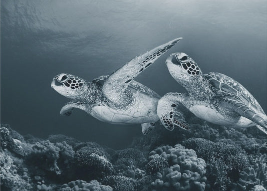 Zwillingstanz | Poster - Kunstdruck