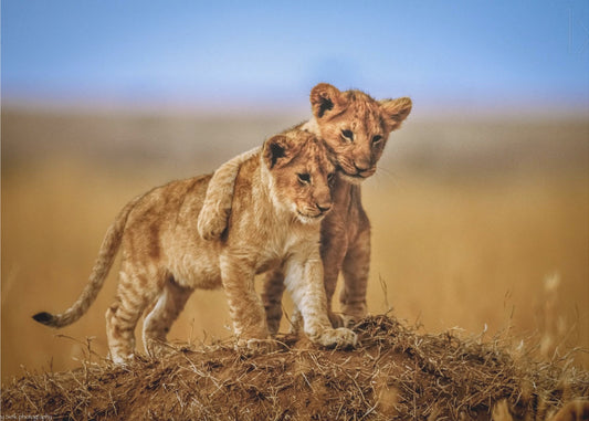 Veljekset elämää varten | Valokuvatapetit