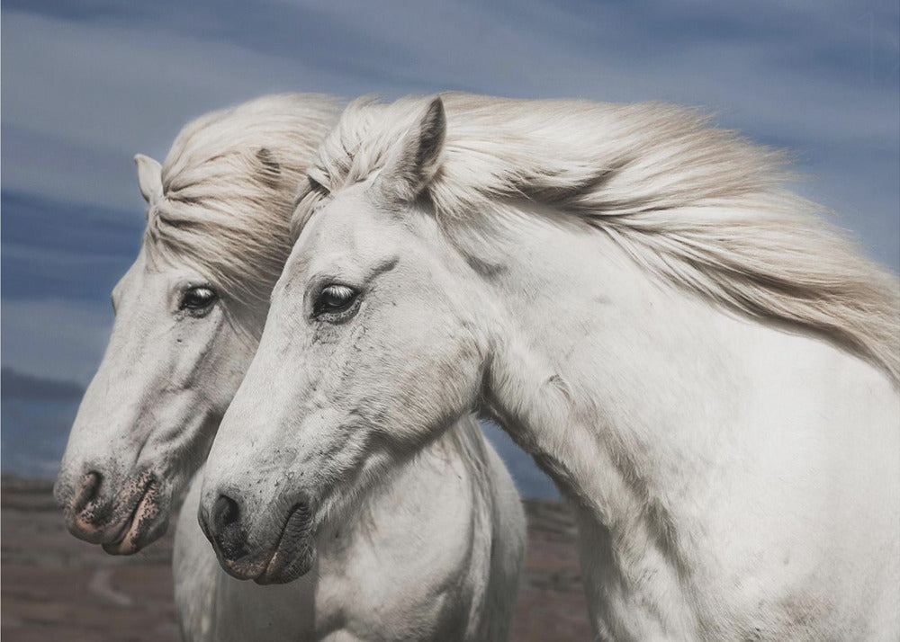 Puhaltaa | Julisteet - Taidevedokset