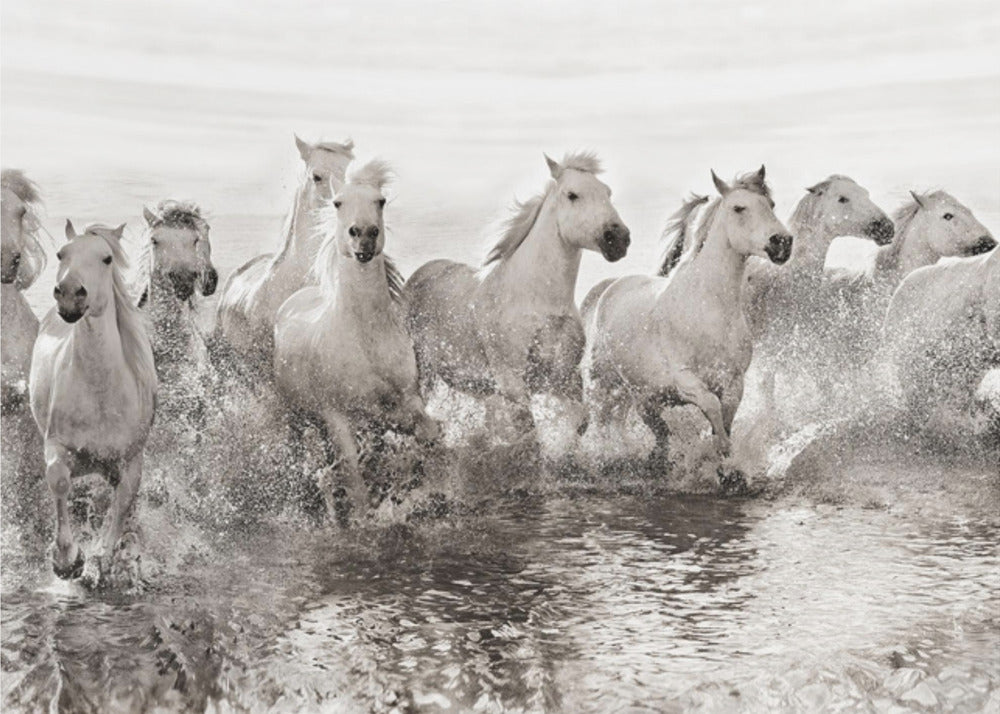 Voiman illuusio (tosin 13 hevosvoimaa) | Valokuvatapetit