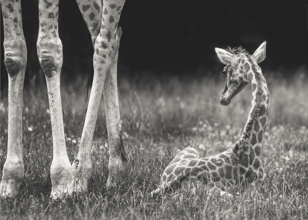 hyvin suojattu | Julisteet - Taidevedokset