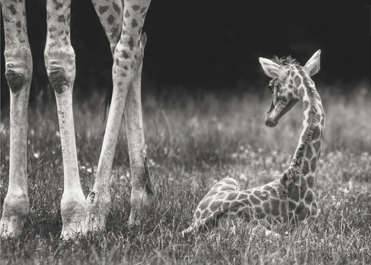 hyvin suojattu | Julisteet - Taidevedokset