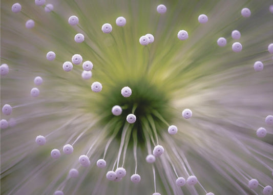 Vihreä ja valkoinen II | Valokuvatapetit