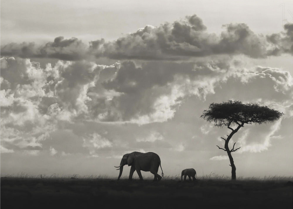 Maran siluetit | Julisteet - Taidevedokset