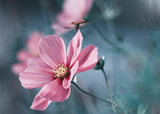 Maanvalo | Valokuvatapetit