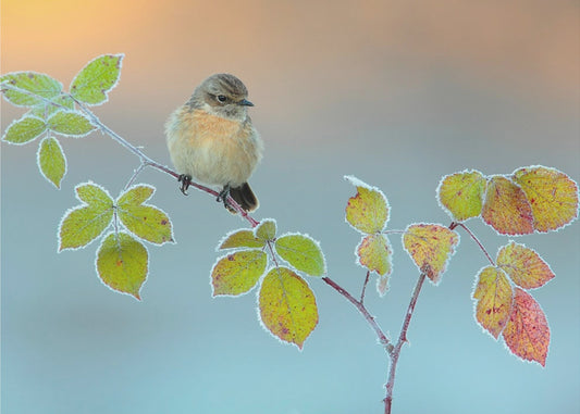 Colores de invierno | Papel Pintado Fotográfico