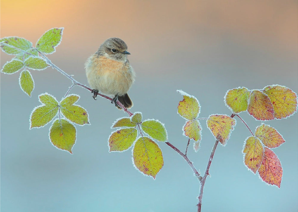 Winterfarben | Fototapeten
