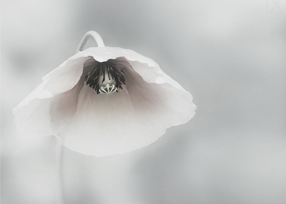 Vergängliche Schönheit | Poster - Kunstdruck