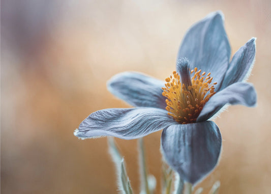 Pääsiäinen | Valokuvatapetit