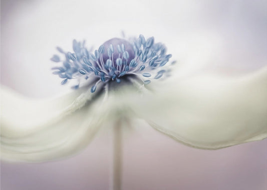 vuokko | Julisteet - Taidevedokset