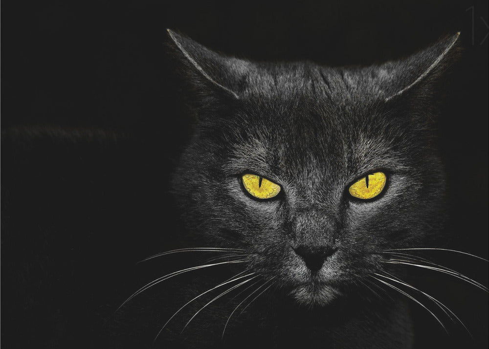 Black Cat | Poster