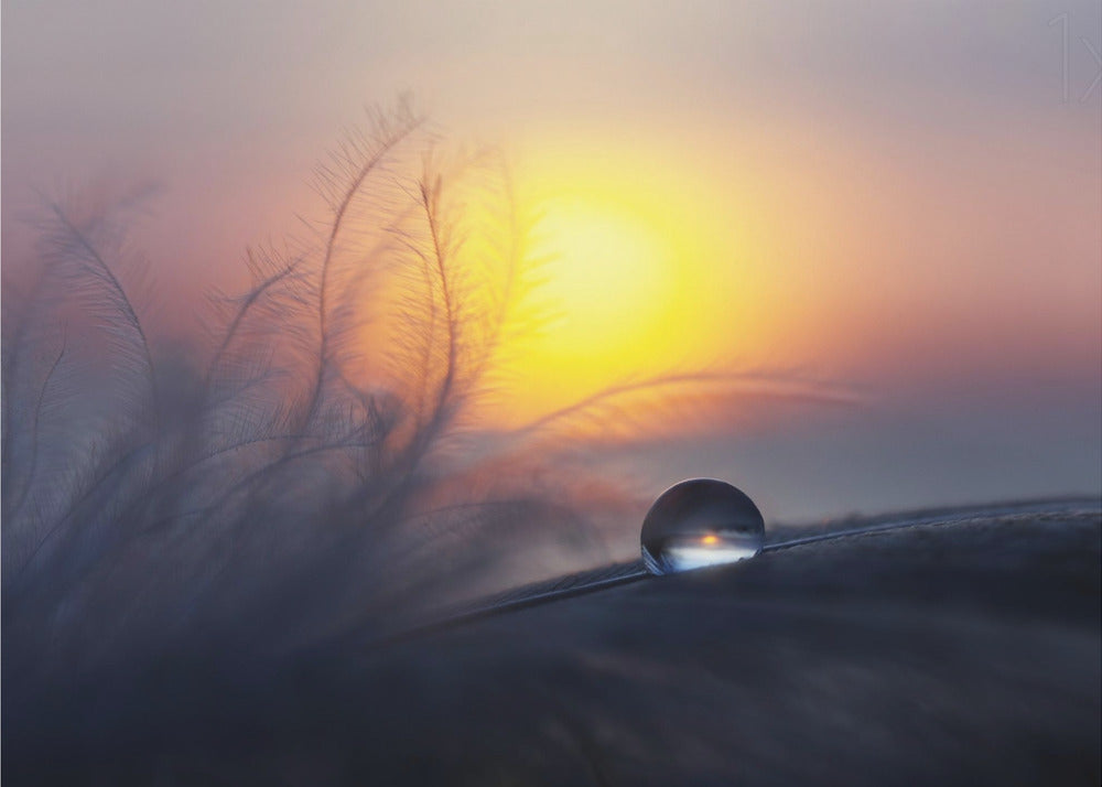 Aamu | Julisteet - Taidevedokset