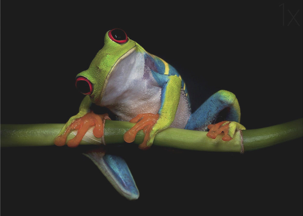 Uteliaisuus | Julisteet - Taidevedokset