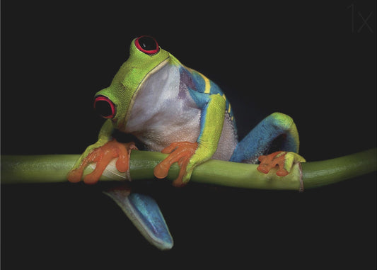 Uteliaisuus | Julisteet - Taidevedokset