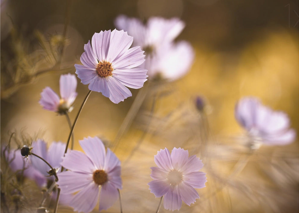 Leijonakuningas | Julisteet - Taidevedokset