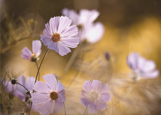 Leijonakuningas | Julisteet - Taidevedokset
