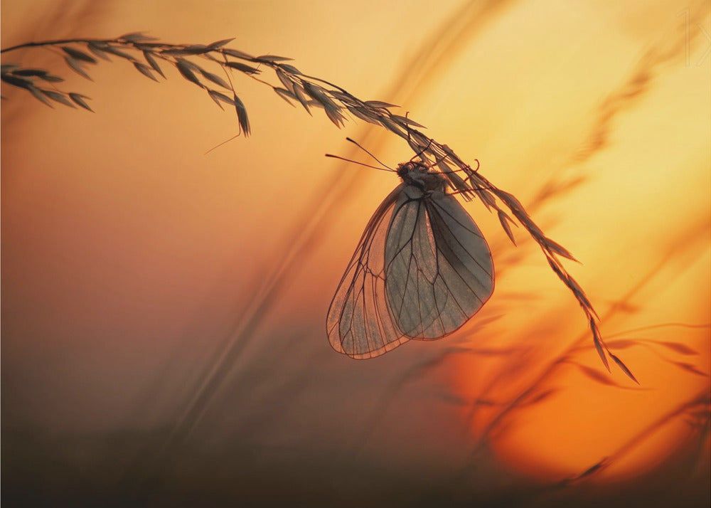Bonne nuit | Papier Peint Photo