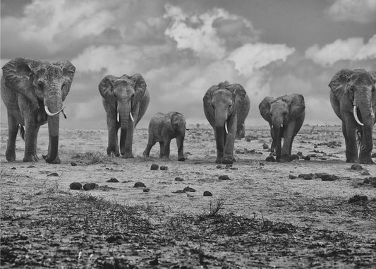 Iso perhe | Valokuvatapetit