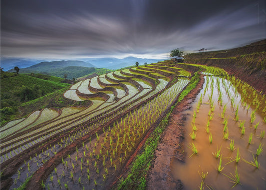 Näkymätön riisipelto | Valokuvatapetit