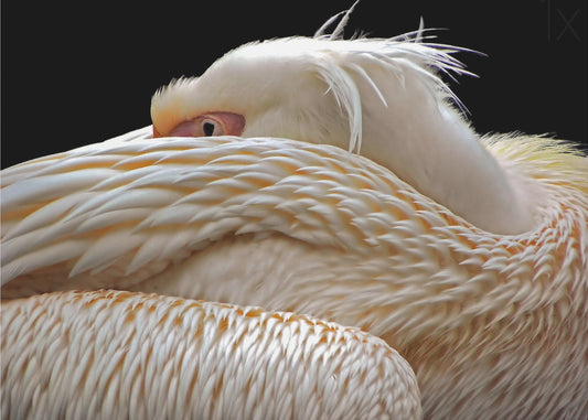 Olla puoliksi unessa... | Julisteet - Taidevedokset