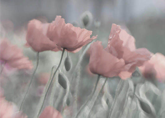 Pehmeästi | Valokuvatapetit