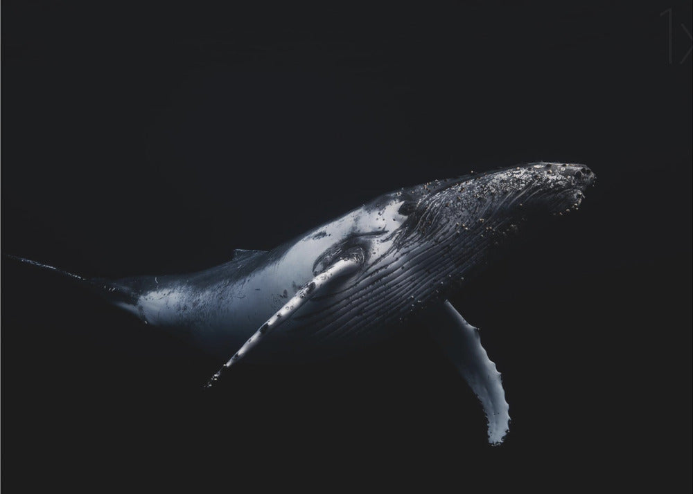 Musta ja valas | Julisteet - Taidevedokset