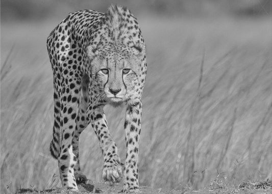 Keskittynyt saalistaja | Julisteet - Taidevedokset