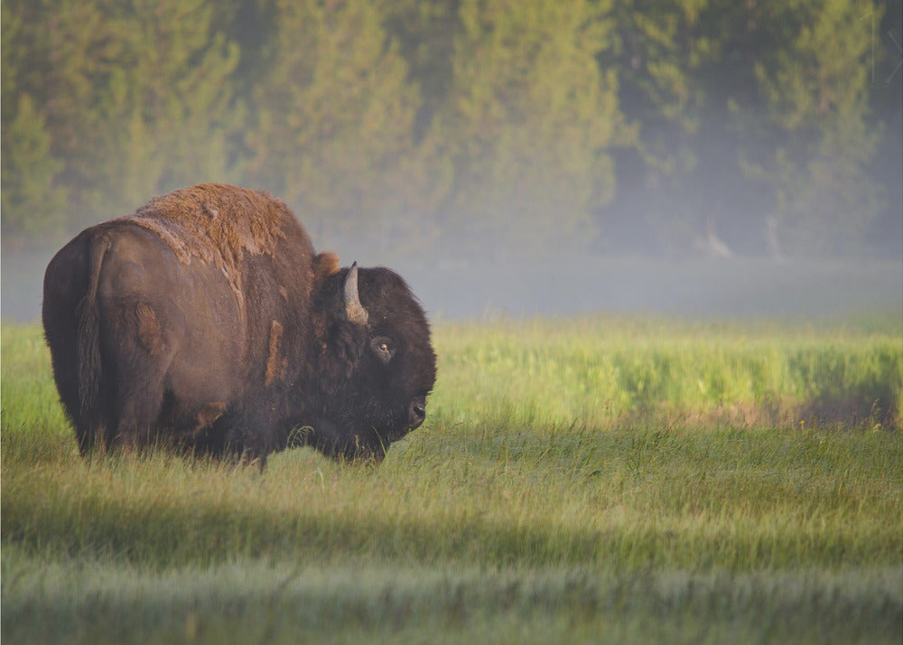 Bison aamunvalossa | Julisteet - Taidevedokset